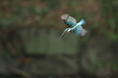 兄のお手本～急降下～