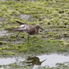 猿ハマシギ