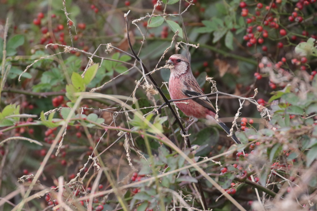 採餌中の紅猿子
