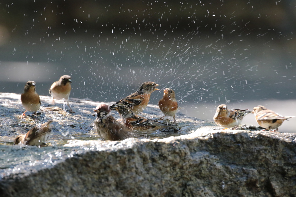 シャワーを浴びるアトリたち