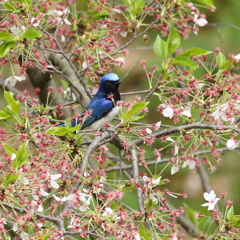 残桜のオオルリ