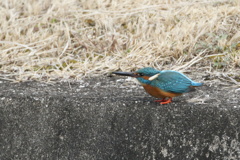 カワちゃんのライバル現る