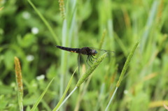 黒いトンボ