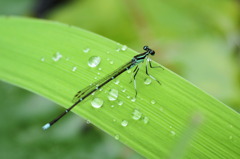 雨上がりの物指しトンボ