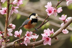 桃色吐息のヤマガラちゃん