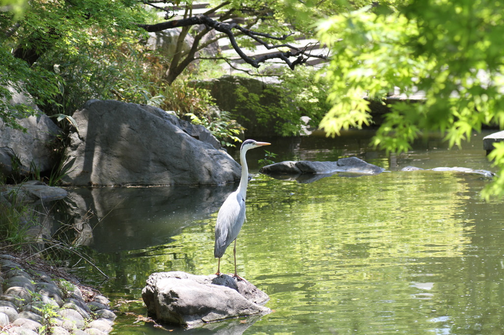 アオサギの新緑浴