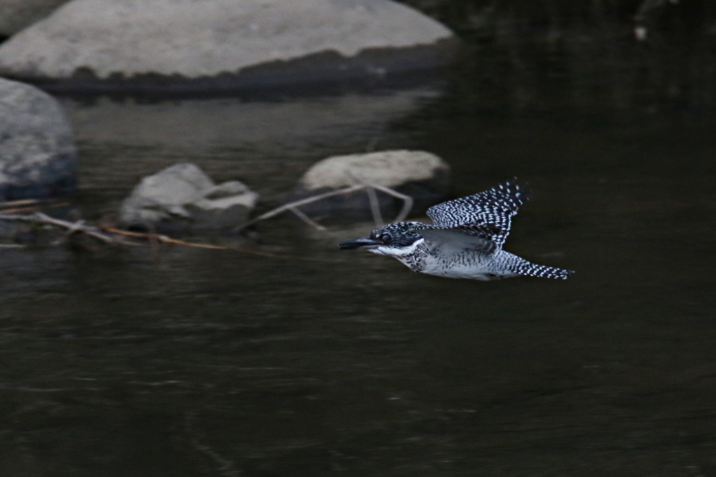 ヤマセミの飛び姿①