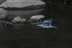 ヤマセミの飛び姿①