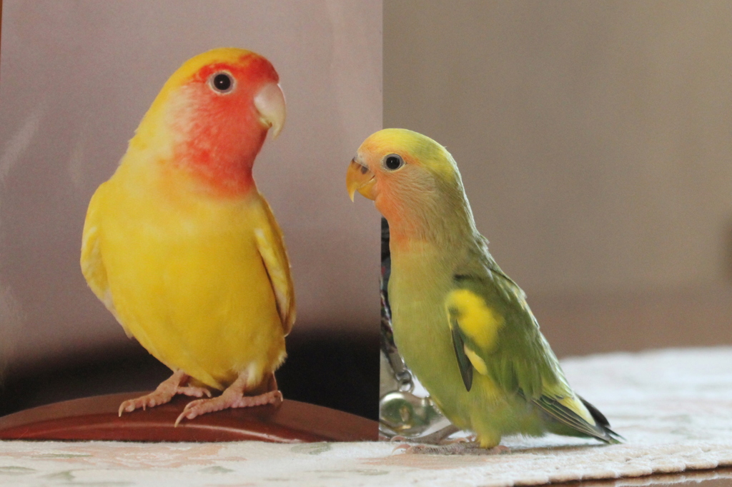 ピーちゃん早く帰って来ないかな？
