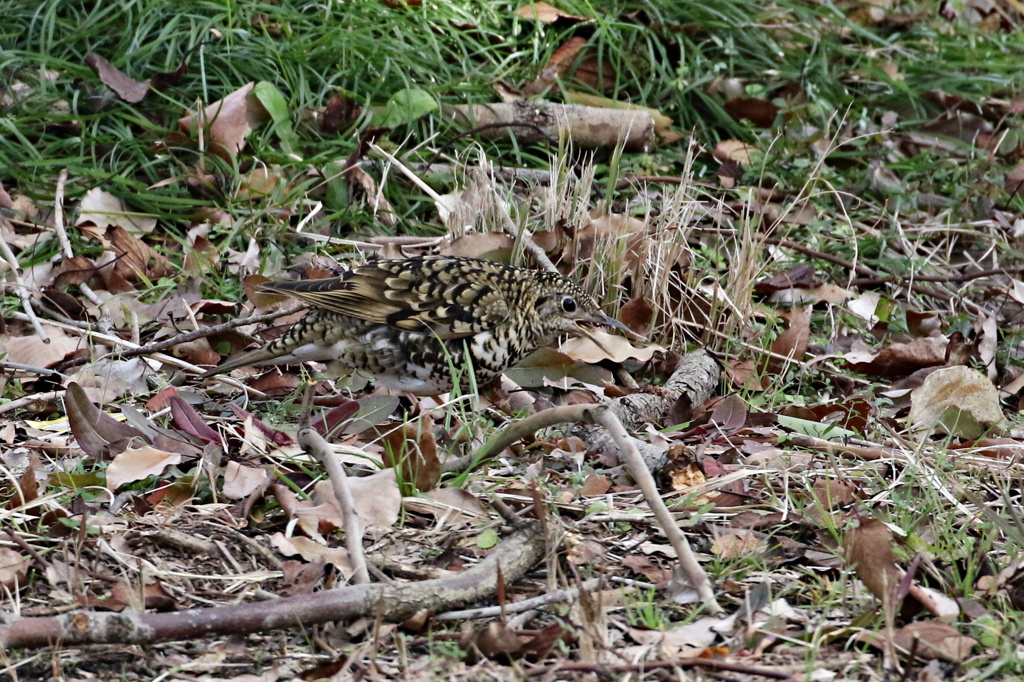 採餌中のトラツグミ