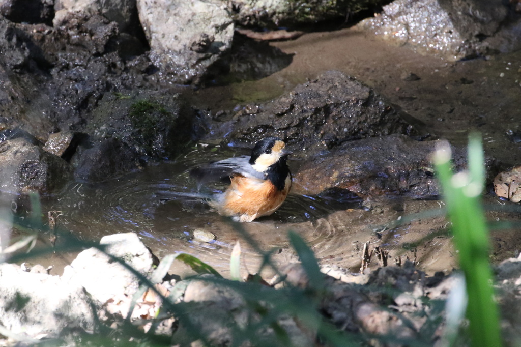 山ガラ君の入浴