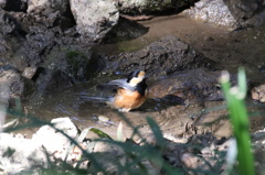 山ガラ君の入浴