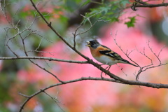 紅葉バックのアトリ