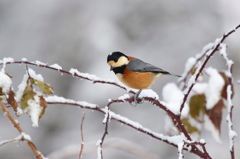 雪にもめげず