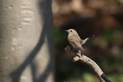 お別れの冬鳥〜オジロビタキ〜
