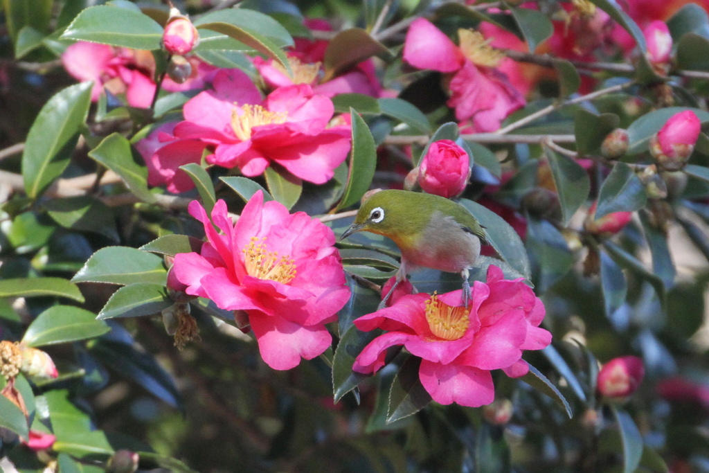 山茶花とメジロ