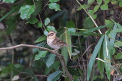 冬鳥は何処に？