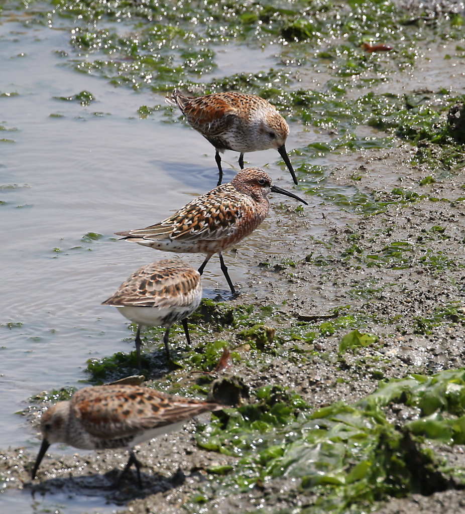 サルハマシギとハマシギ