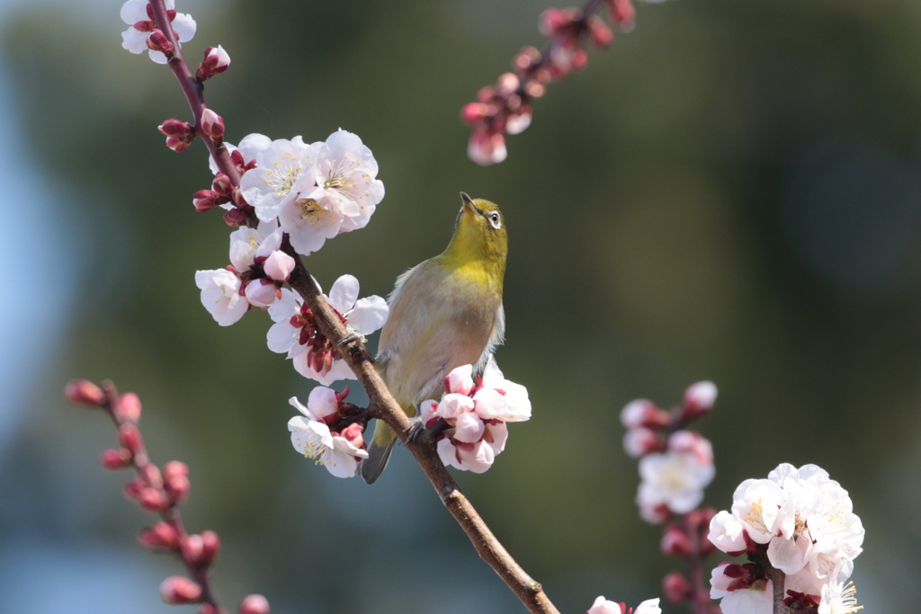待ち侘びた梅花