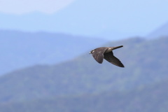 山稜を飛ぶハヤブサ