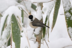 雪山の小雀