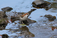 水飲み場のニュウナイ雀