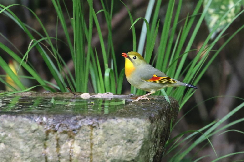 水場のソウシチョウ