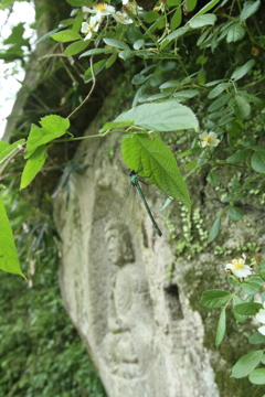 磨崖仏とトンボ