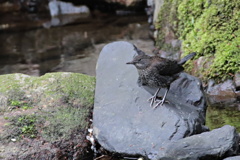 渓流の若カワガラス