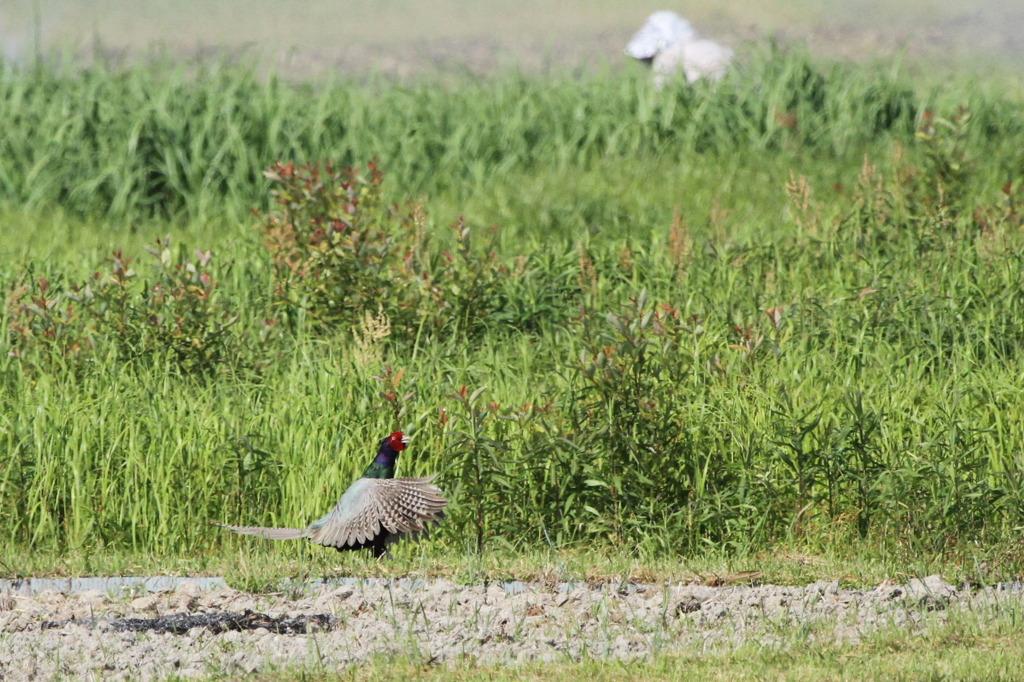 お婆ちゃん振り向いてよ！