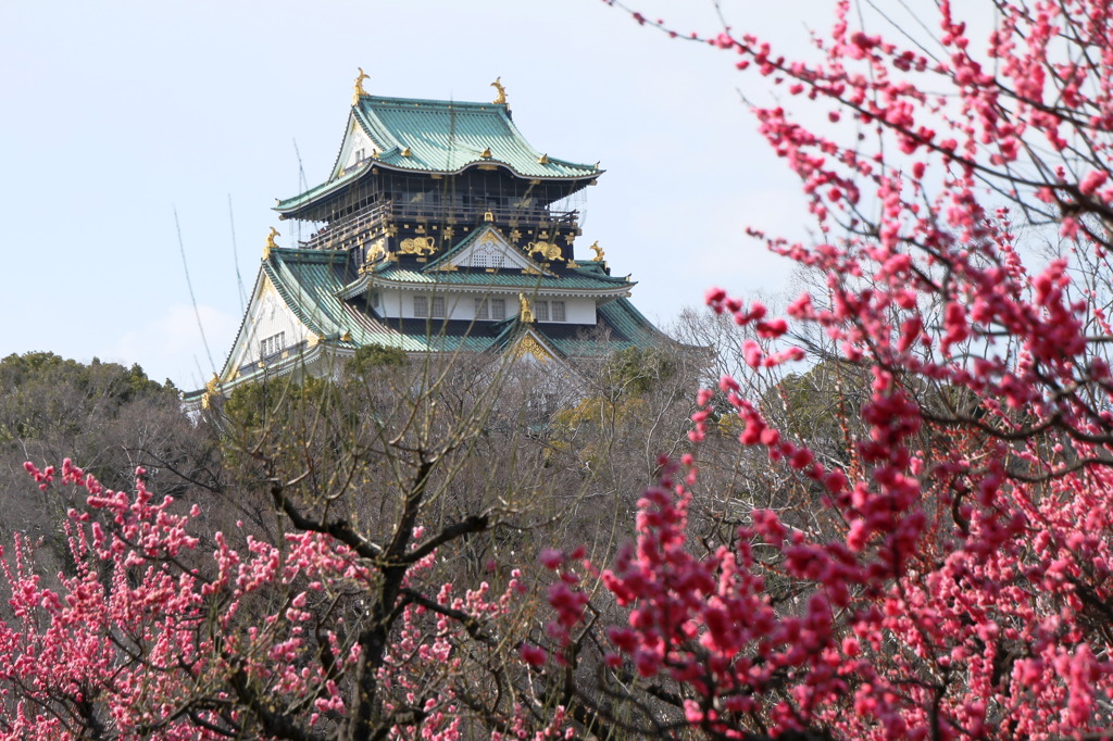 大阪城の春