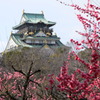 大阪城の春