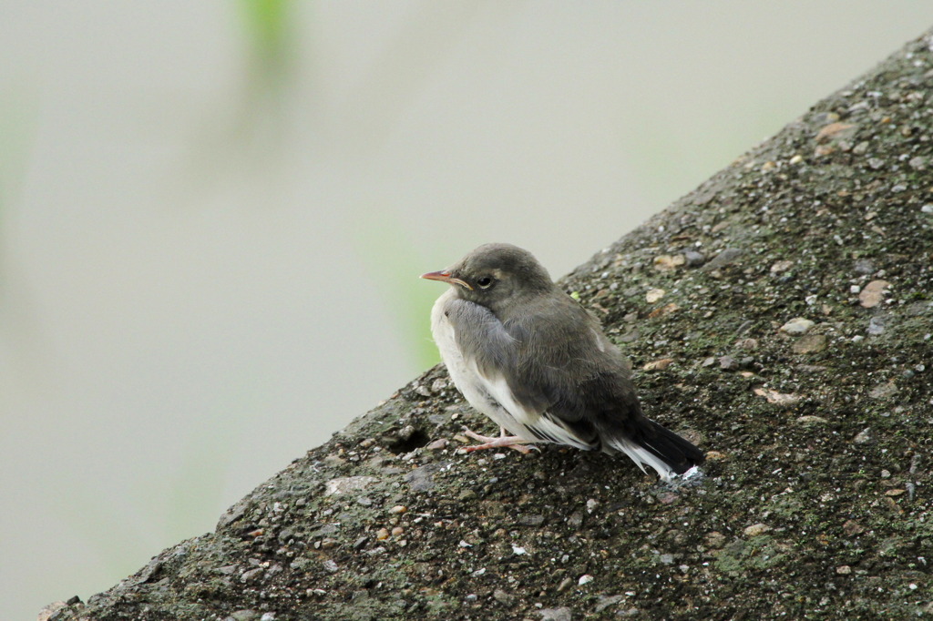 チョット怖いよ！
