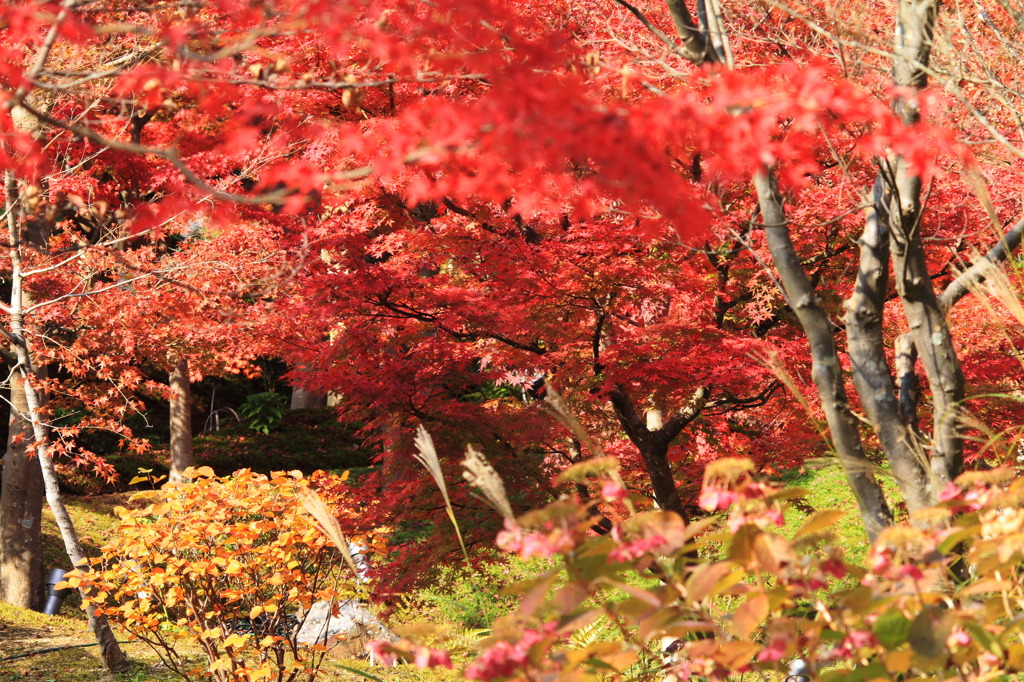 奈良は紅葉真っ盛り