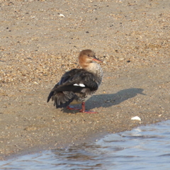陸にあがった海秋沙