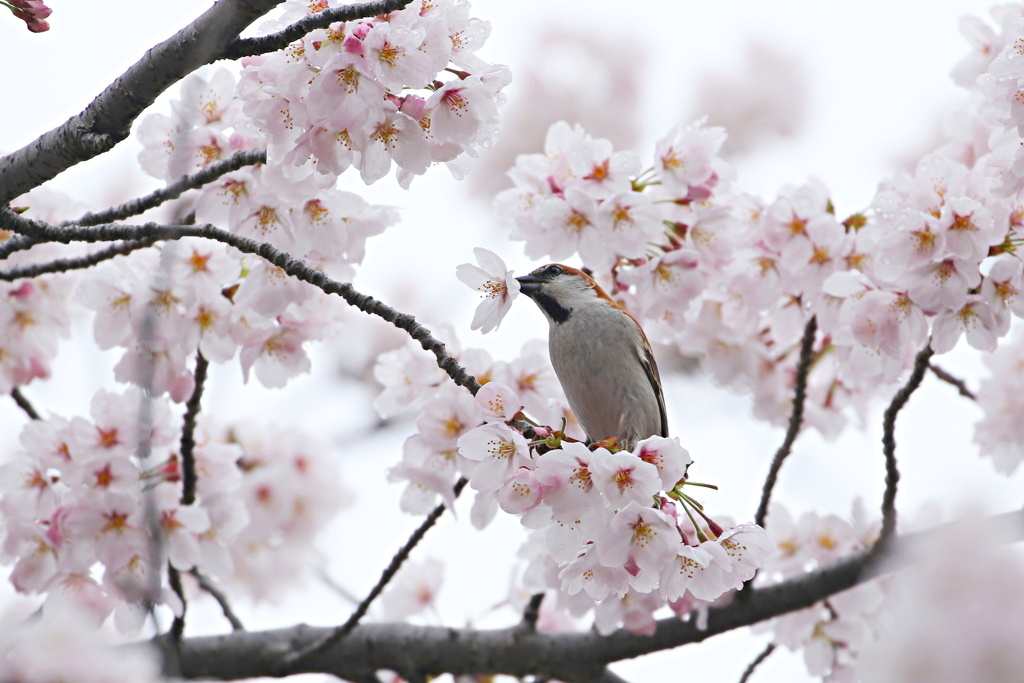 桜ニュウナイ