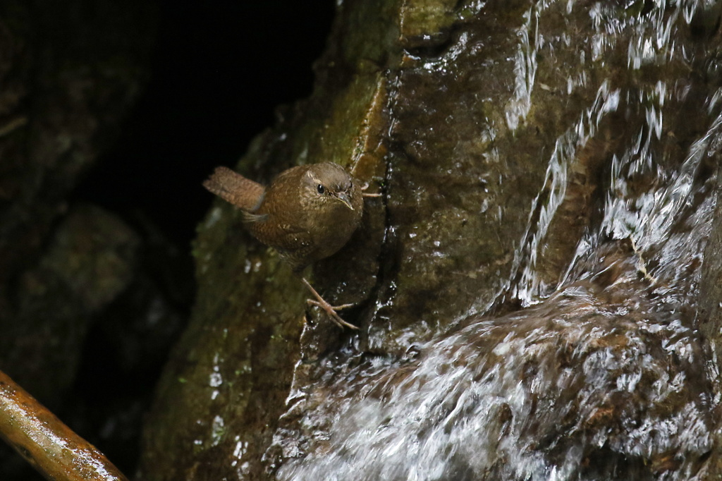 ミソサザイの禊ぎ①