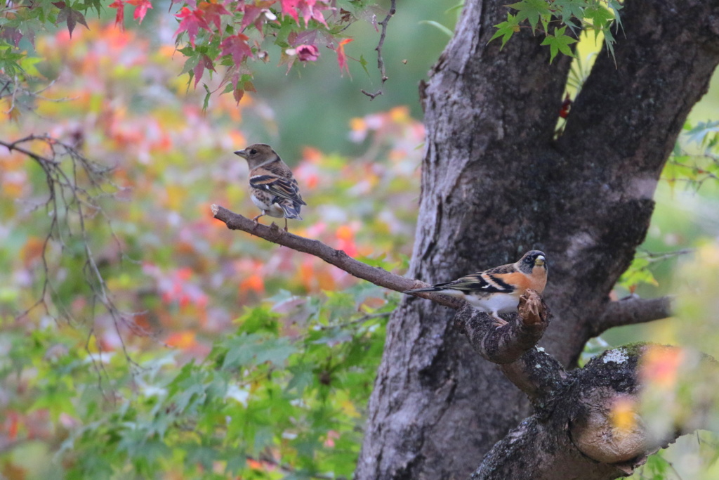 アトリの紅葉見物