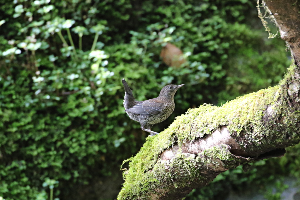 樹止まりの川ガラス