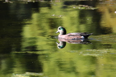 アメリカ緋鳥