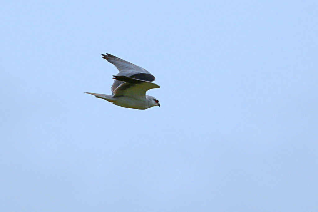 怪鳥のカタグロトビ