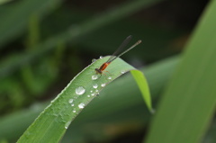 雨上がりのアオモンイトトンボ♀