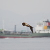 港のチュウヒ①