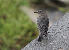 雨の来訪者は、磯野ひよ子様②