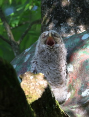 眠くてたまんないよ