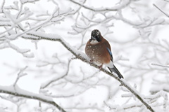雪山のカケス