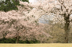 飛び火野のさくら②