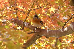 紅葉のアトリ