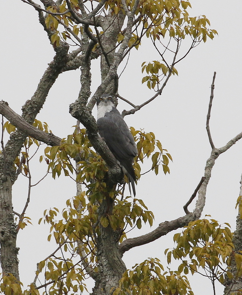 樹止まりのオオタカ