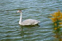 水鳥さん達③　はぐれたコハクチョウの幼鳥さん